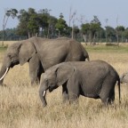 Masai Mara - Elefanten