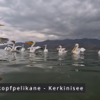 Pelikane - Kerkinisee
