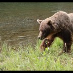 Grizzly am Nakina River 18.8.2024 I