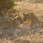 Masai Mara - Löwen