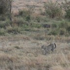 Masai Mara - Leopard